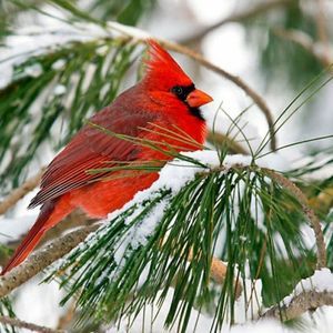 Meet your Posher, Marnee